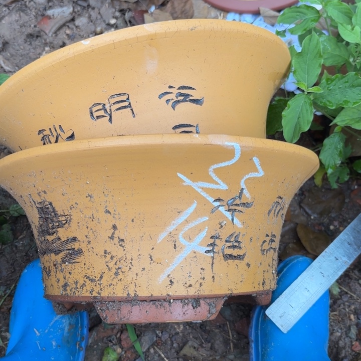 紫砂花盆紫砂的花