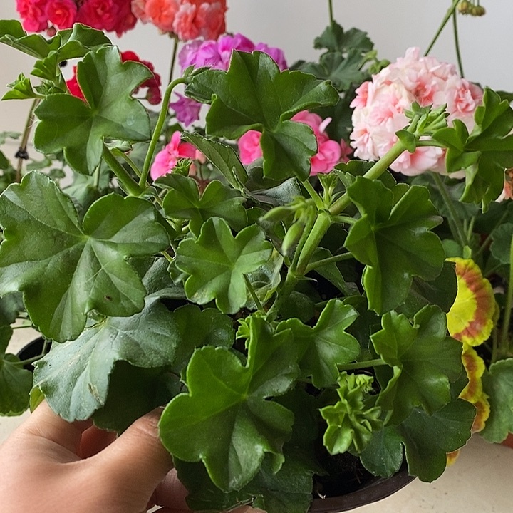 当前无花栽培后可以开花垂钓杰克