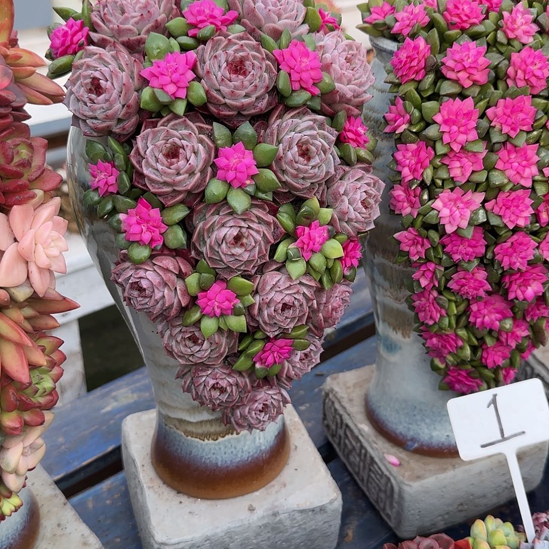 天鹅湖多肉植物盆栽