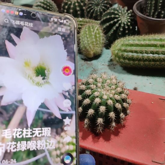 仙人球毛花柱无暇侧芽
