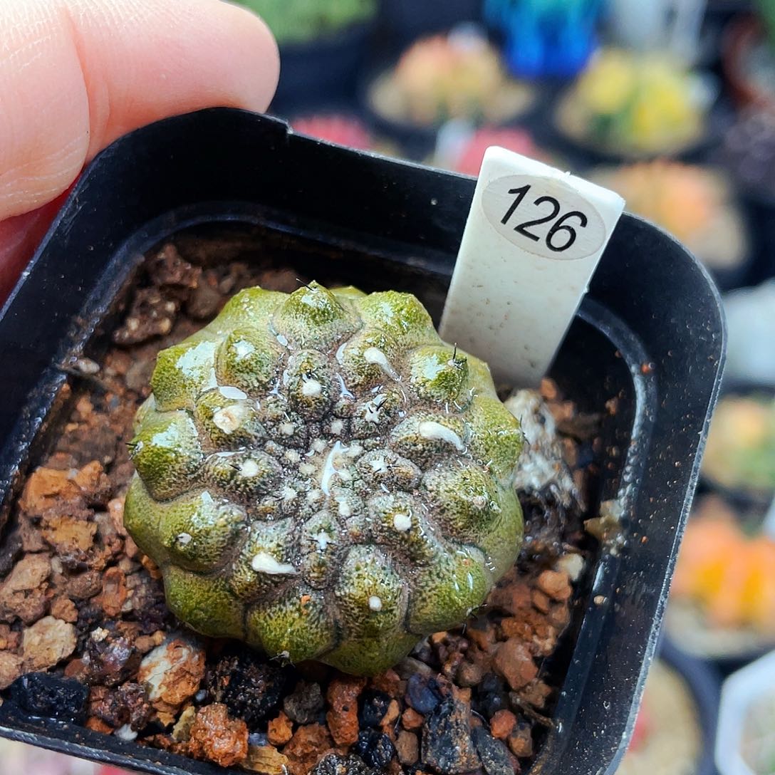 蜥蜴皮非偏远地区满25包邮仙人球