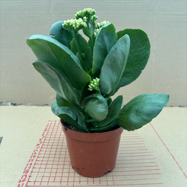 长寿花盆栽稀有变色品种水果糖