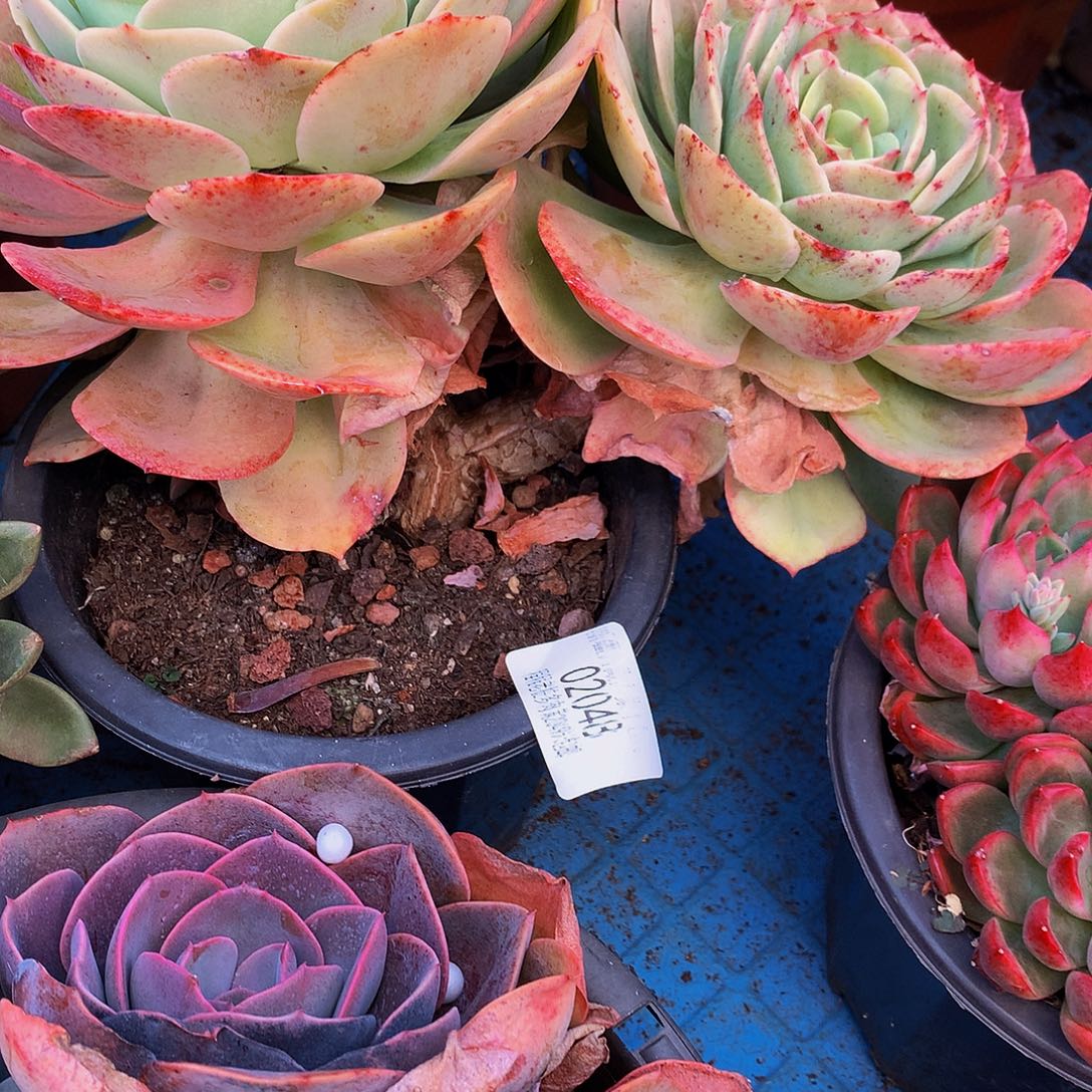 萌***心白雪公主02048多肉头肉