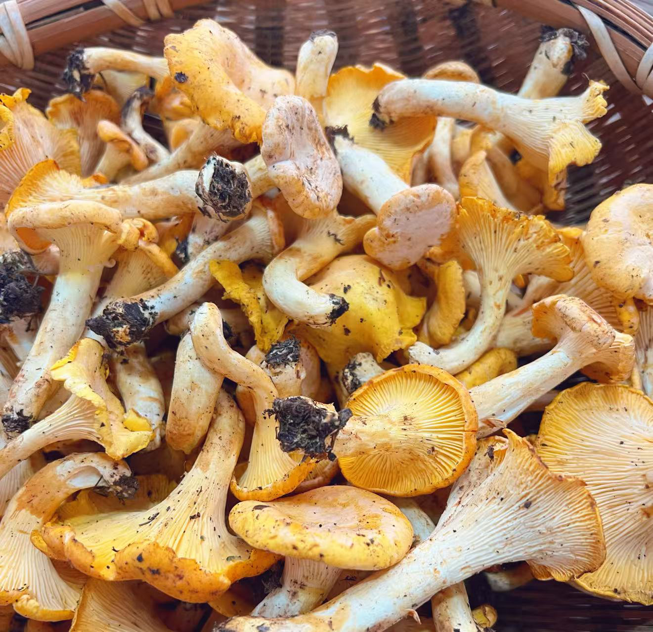 野生鸡油菌杏黄菌黄丝菌舅新鲜野生菌蘑菇煲汤火锅食用野生菌