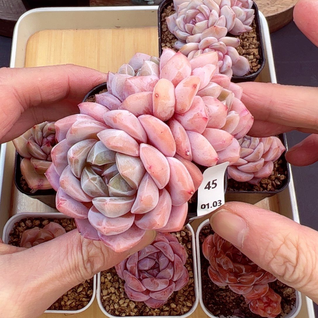 好好看45、哈哈哈哈