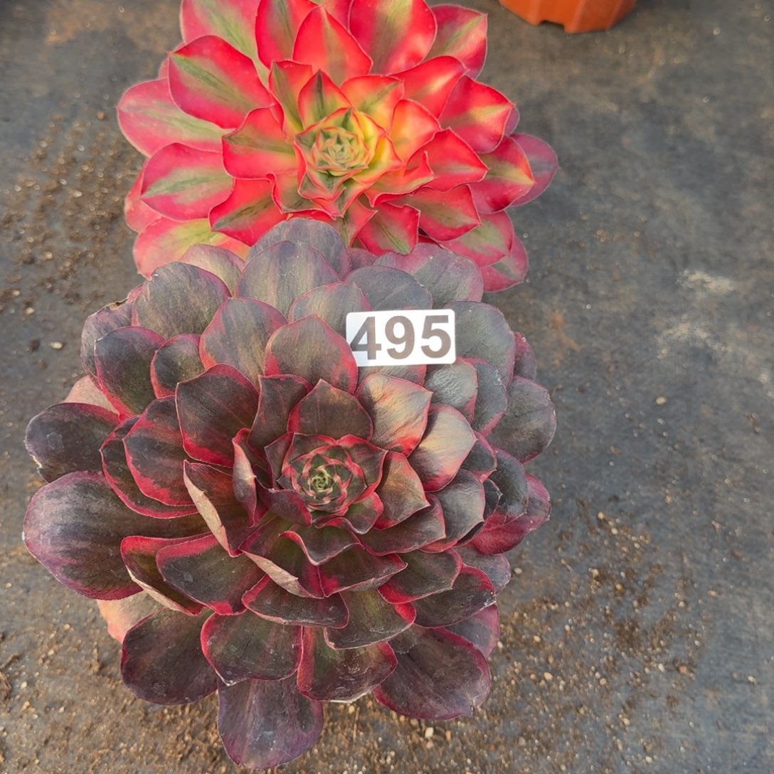 495多肉植物两颗一组