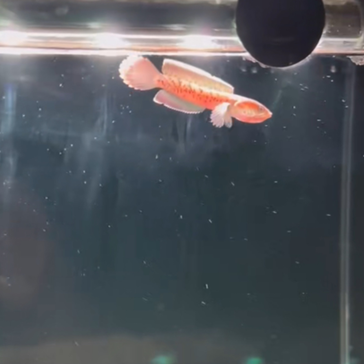 印尼小鬼印尼鬼王雷龙新疆包邮包损