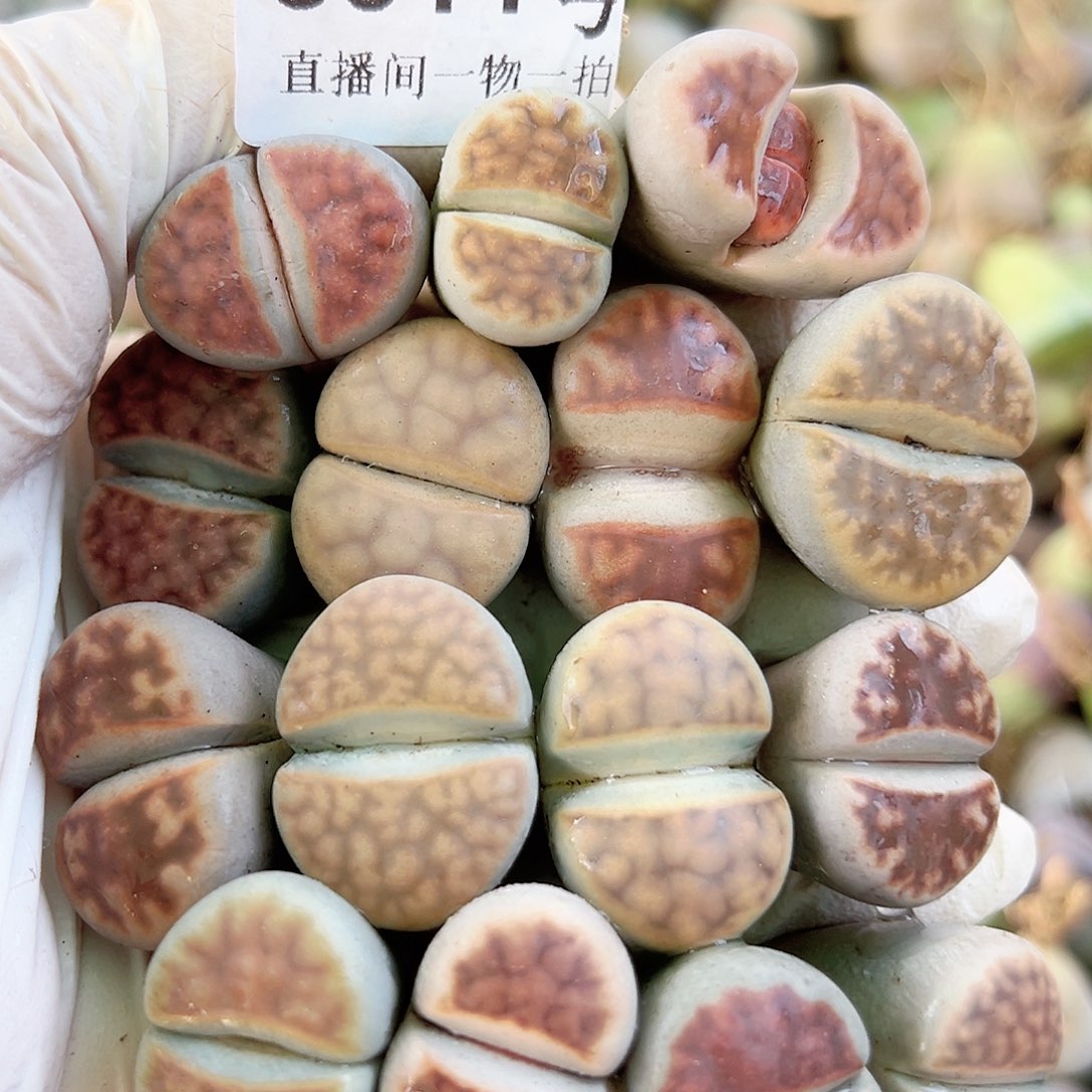 8314 好养易活生石花大母本15个大长腿特价