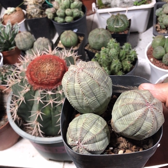 用***4无花朵布纹球群带盆土发