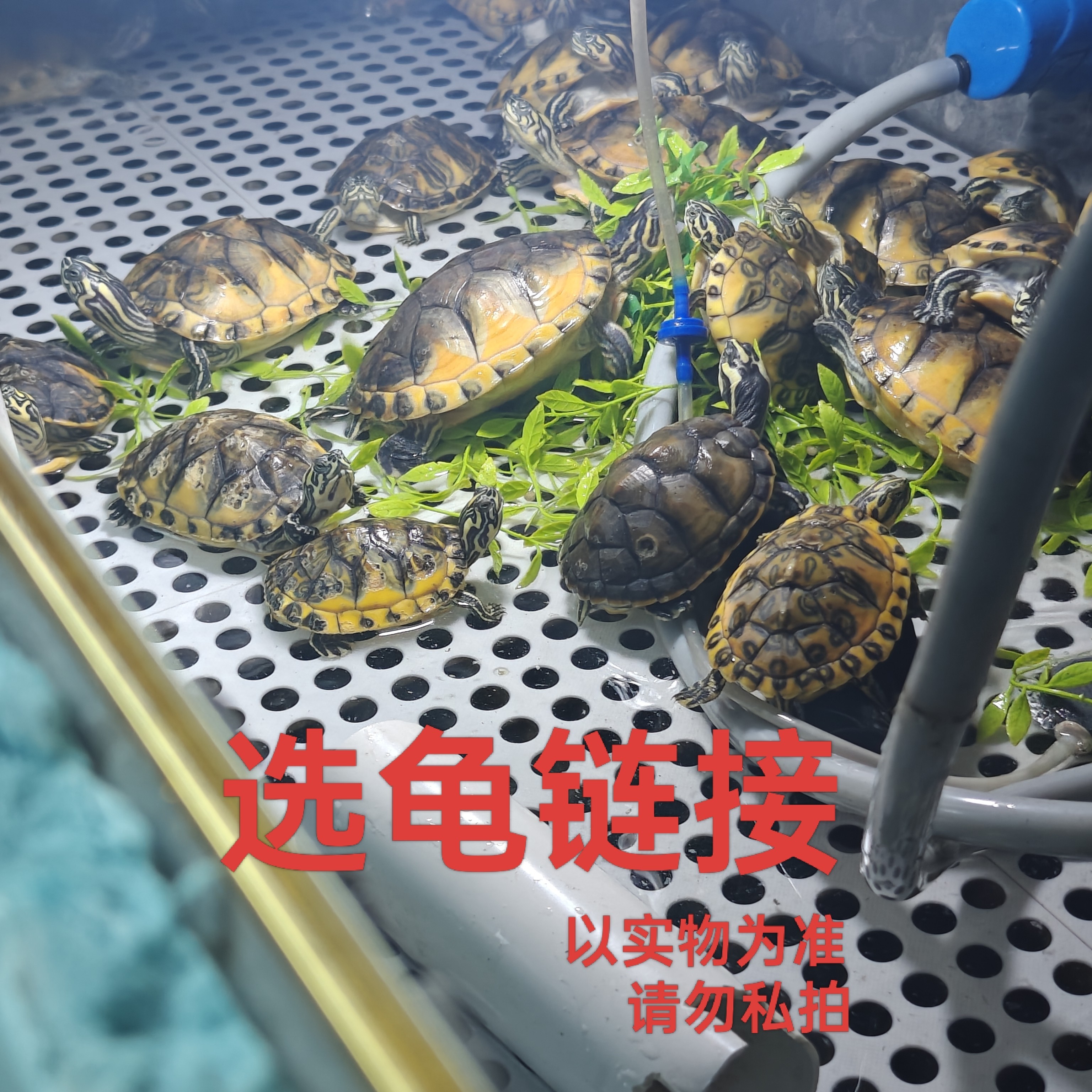 精品火焰龟直播间链接 以实物为准（请勿私拍）