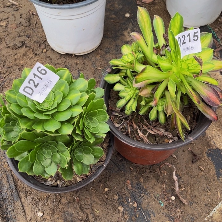 215和216两颗多肉法师不包断枝