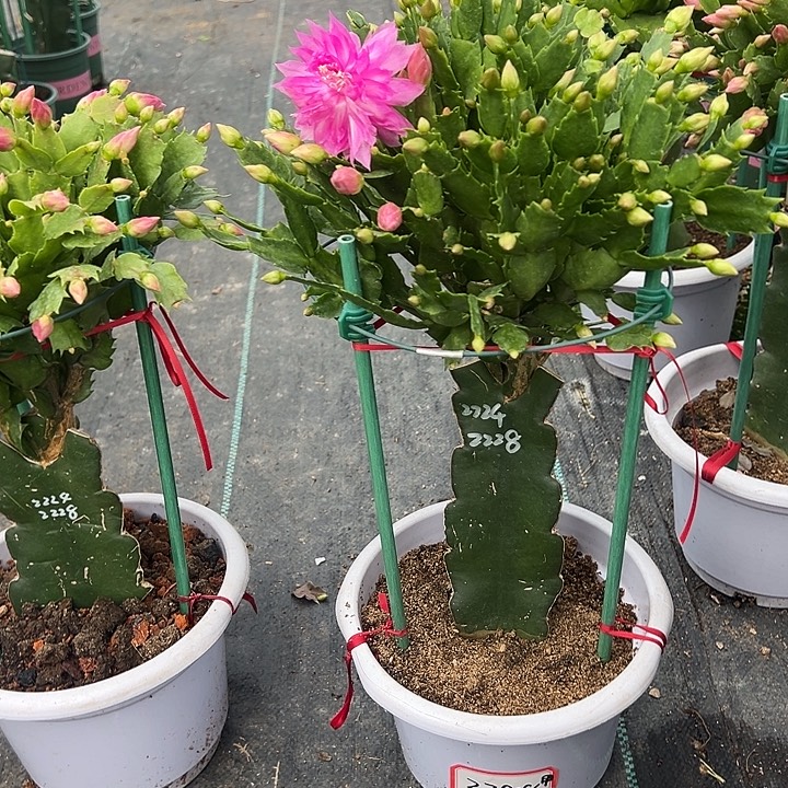 白盆双色重瓣蟹爪兰2788