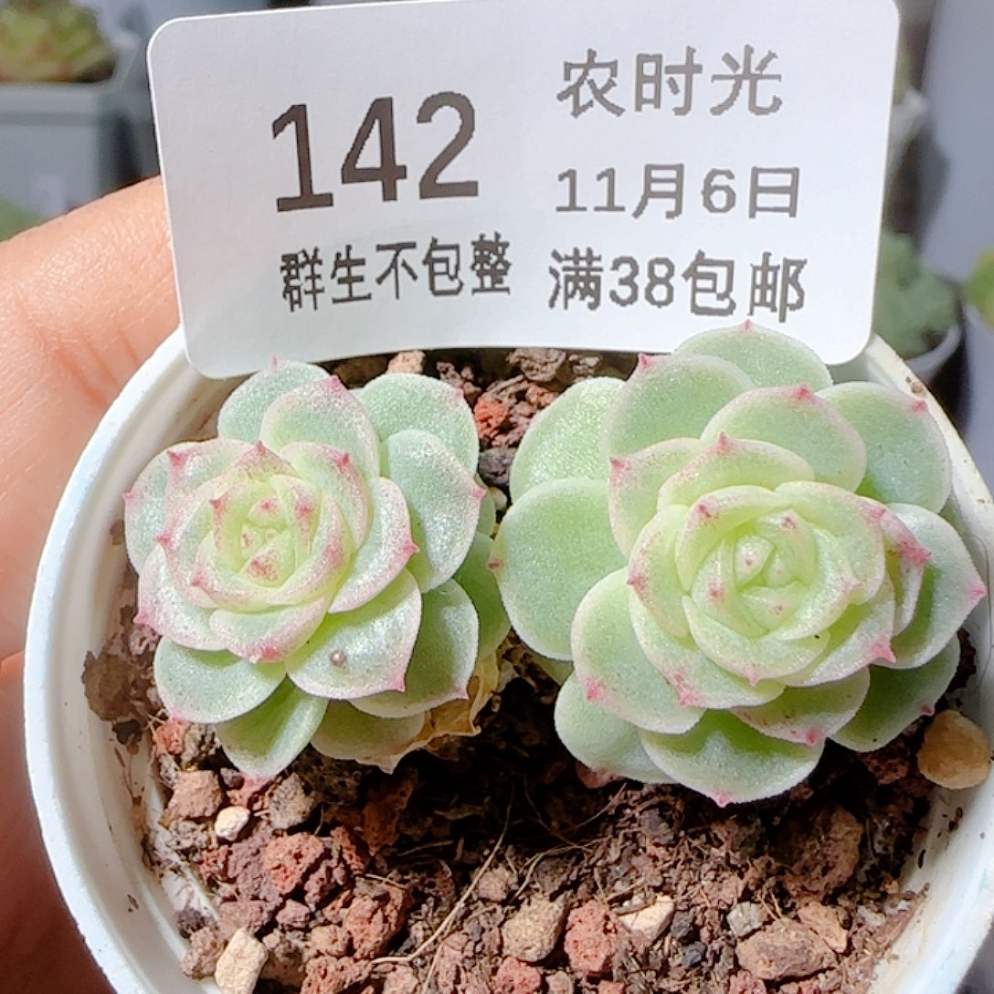 咩***ɞ1106-142优选麦杆