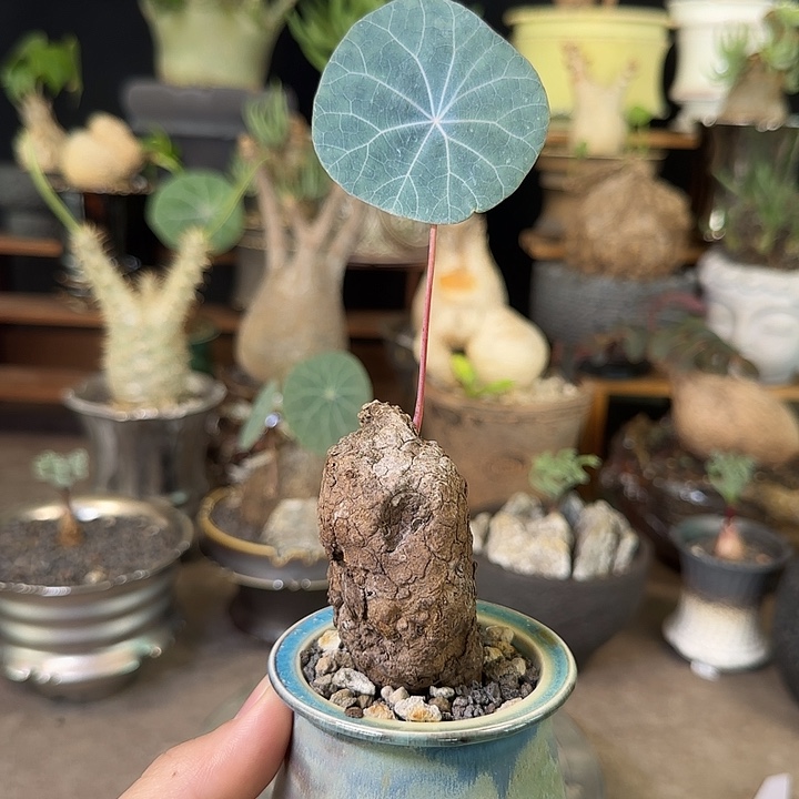 一物一拍老家一叶龟180