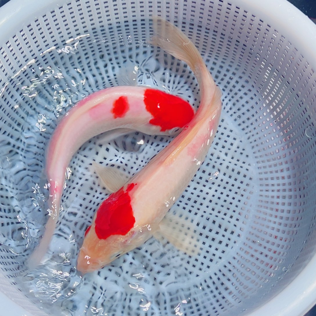 锦鲤锦鲤观赏鱼1111