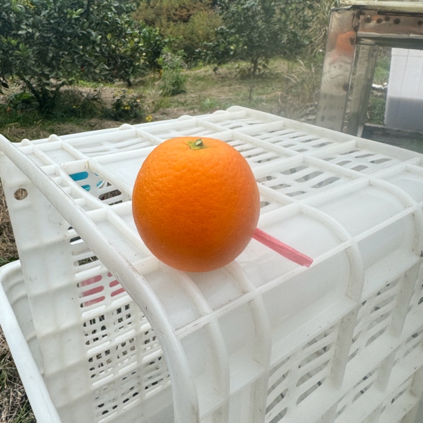 尝鲜秒杀特价10斤装