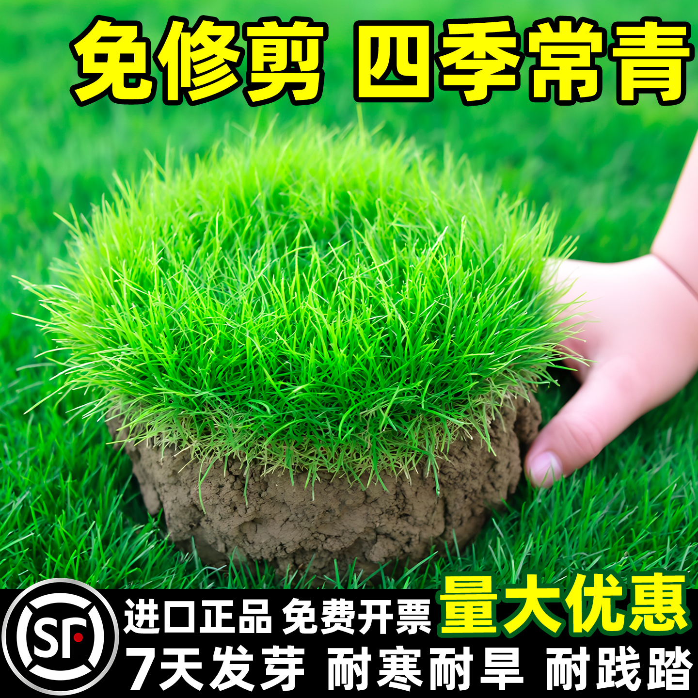 草坪草籽四季常青庭院地毯草坪种子绿化护坡狗牙根黑麦草皮种籽子商品图