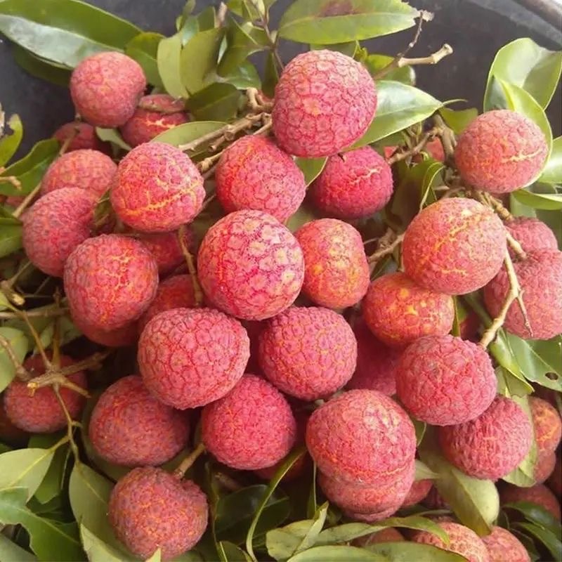 茂名乌叶荔枝5斤荔枝新鲜发货现摘现发皮薄多汁当季水果荔枝同城J