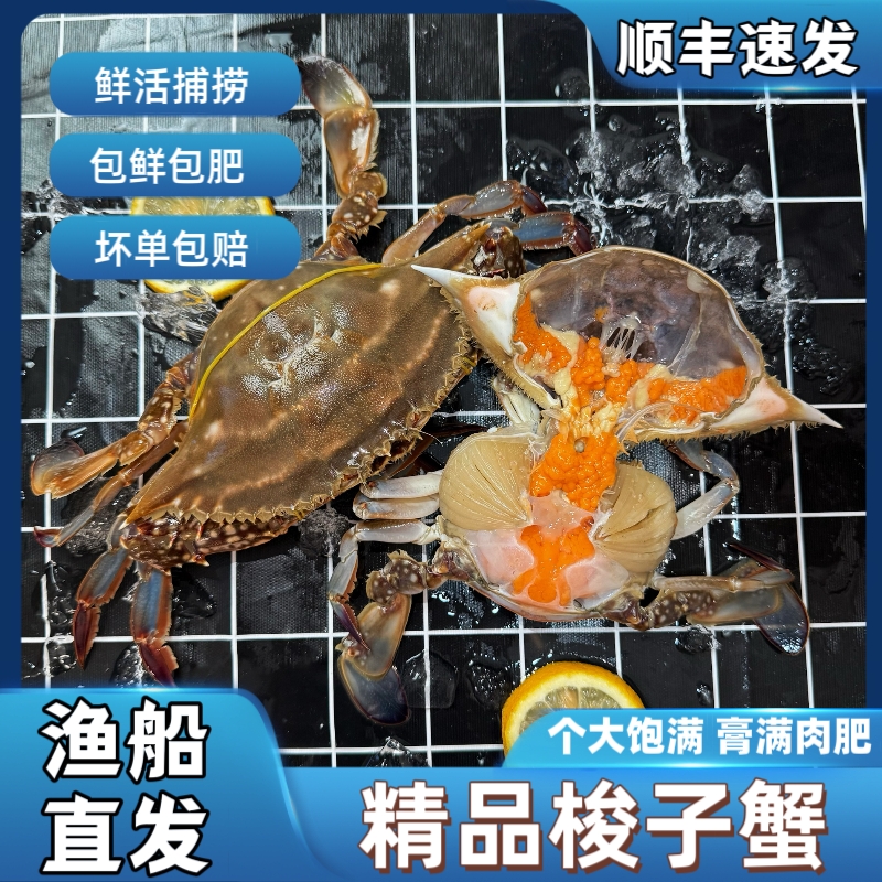 【保鲜不保活】宁波象山海鲜 螃蟹红膏母梭子蟹 单只/2-9两 2斤起
