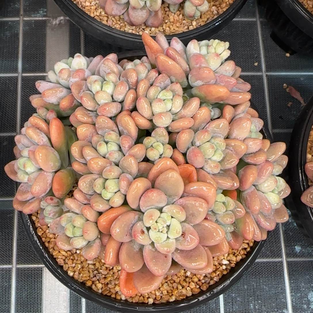 从前慢花园多肉精选香水洛神