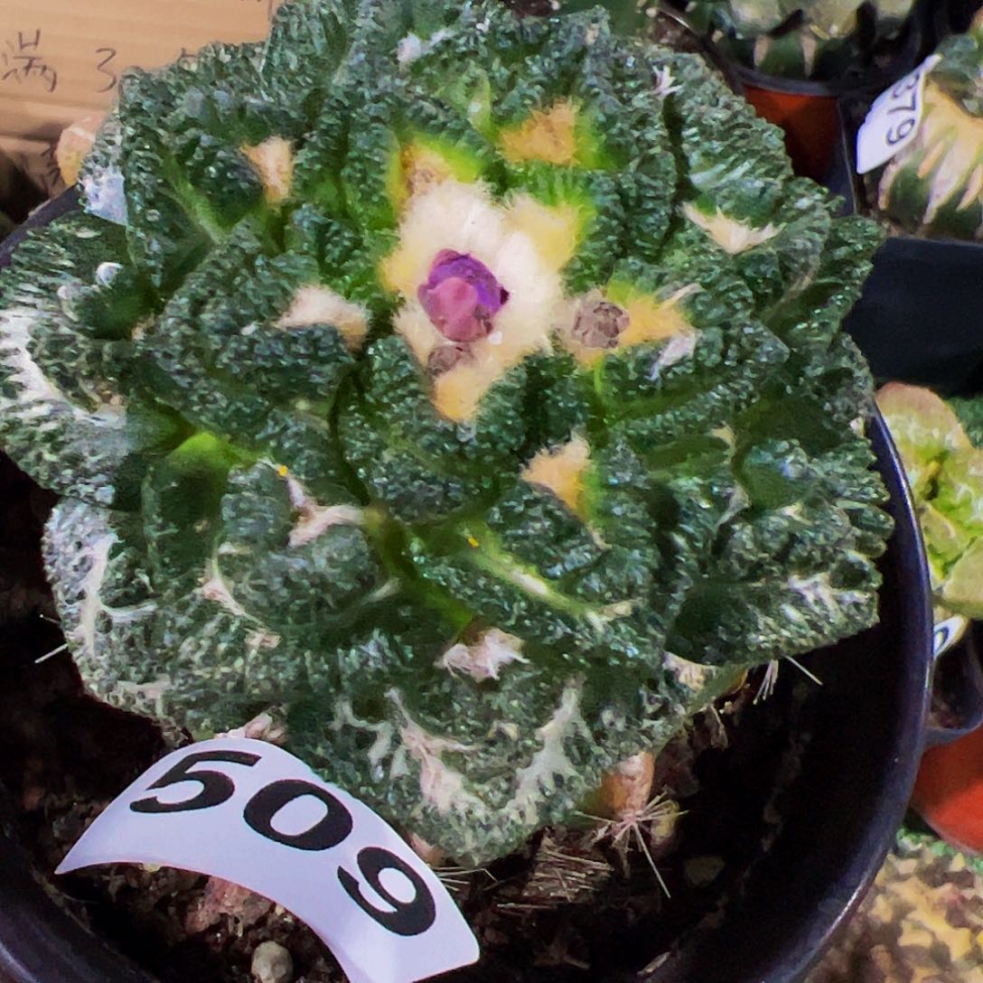 无花朵大尤隔尤辛顿牡丹509