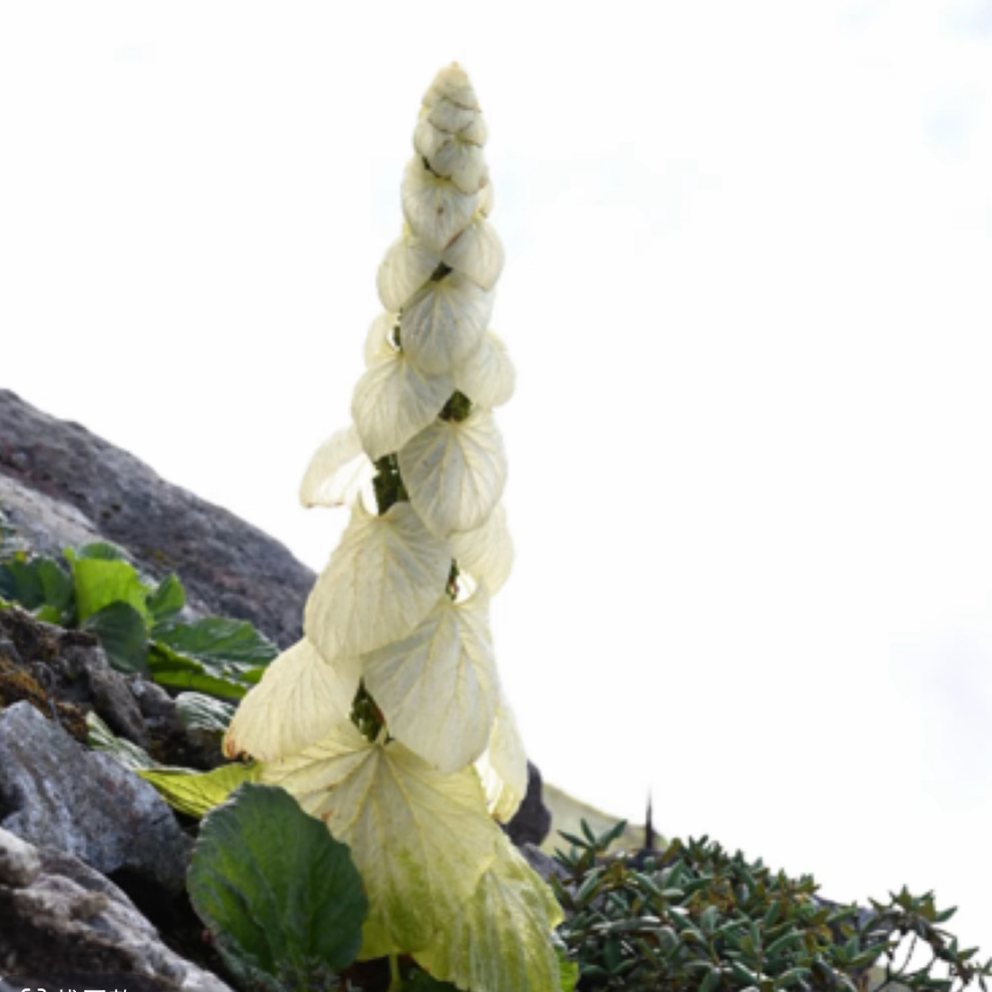 【塔黄Rheumnobile】捕蝇草盆栽猪笼草盆栽