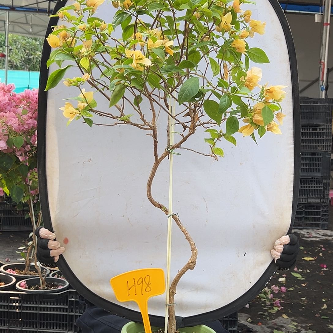 用***2大部分花苞少量开放H98苏瓦娜