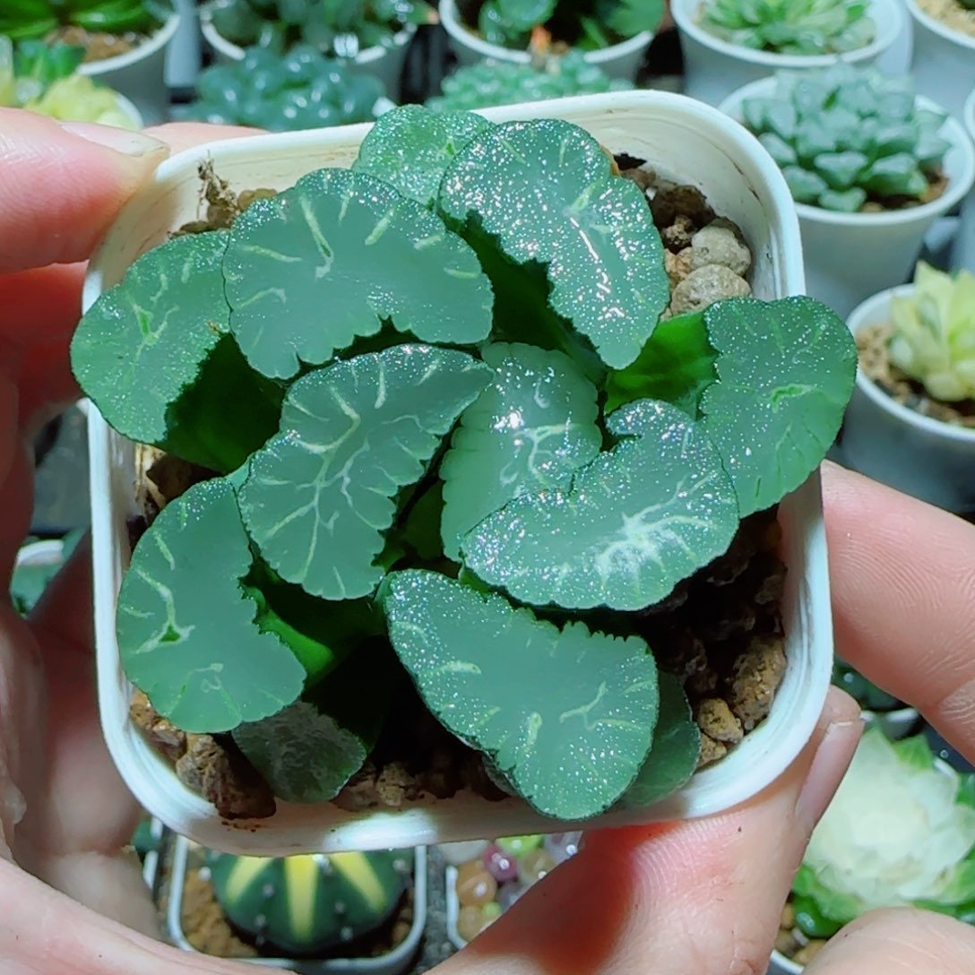 凤凰万象多肉植物