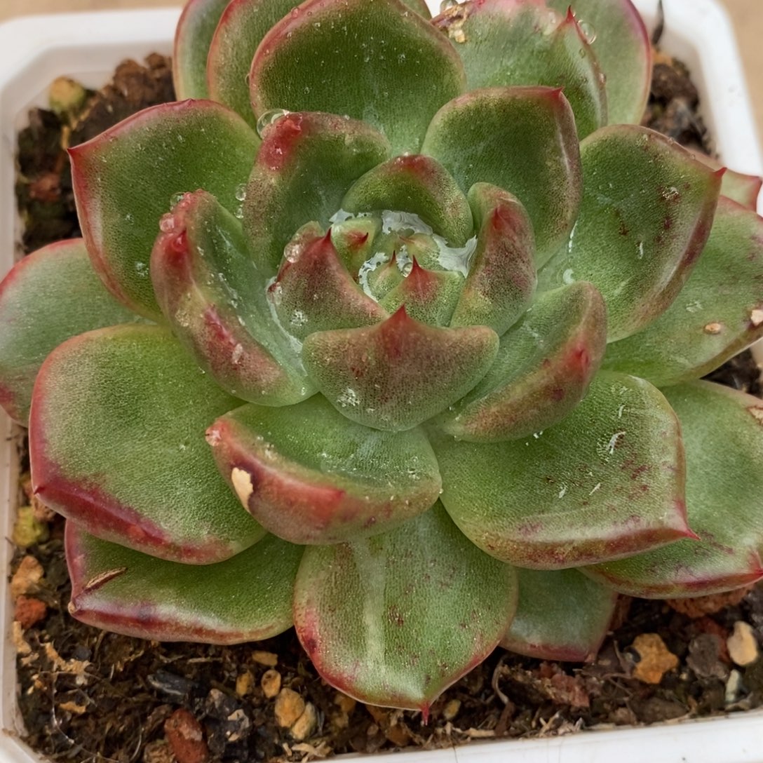 代***～无花朵东云系多肉植物