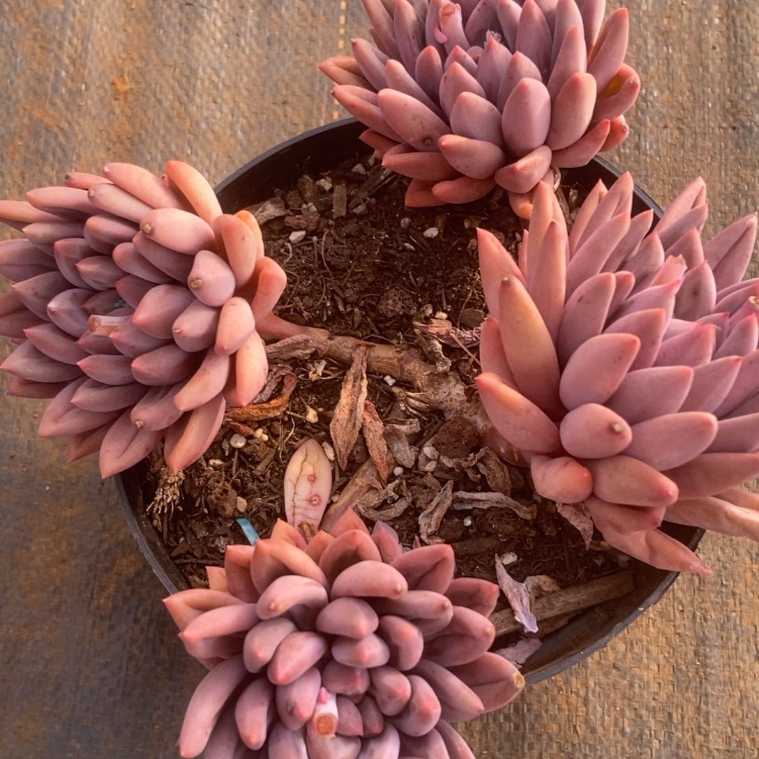 ~**～红蜻蜓有砍生多肉多肉多肉多肉