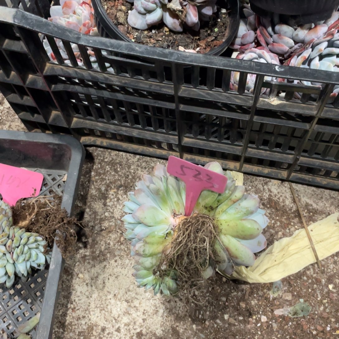 在***伱星影缀化多头群生533