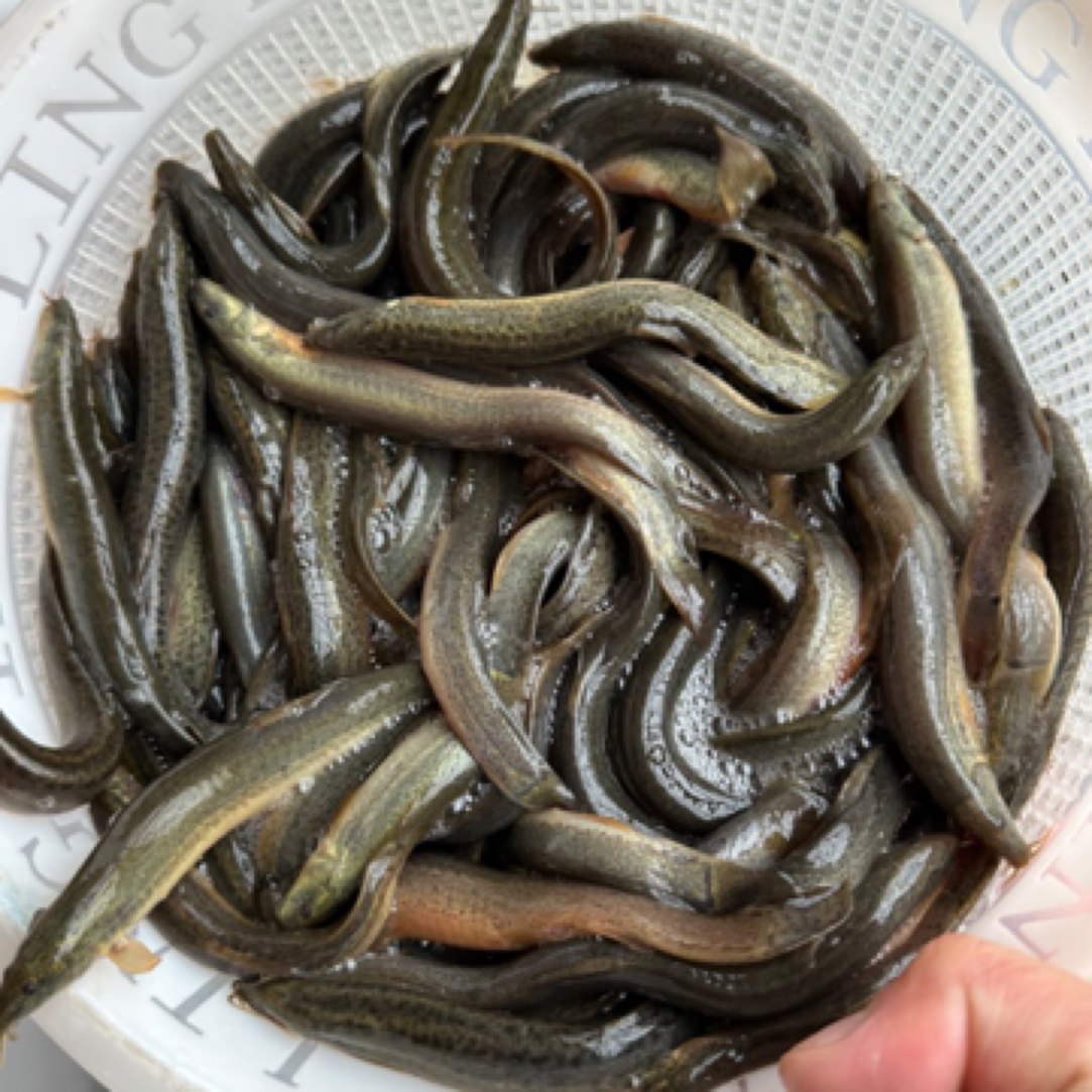 小范爱乡村 水产农村土泥鳅 圆鰍青鰍 只限江浙沪皖活寄 