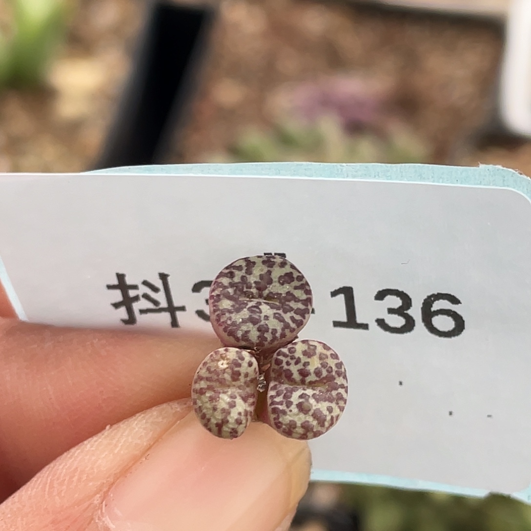 31-136安贞多肉植物