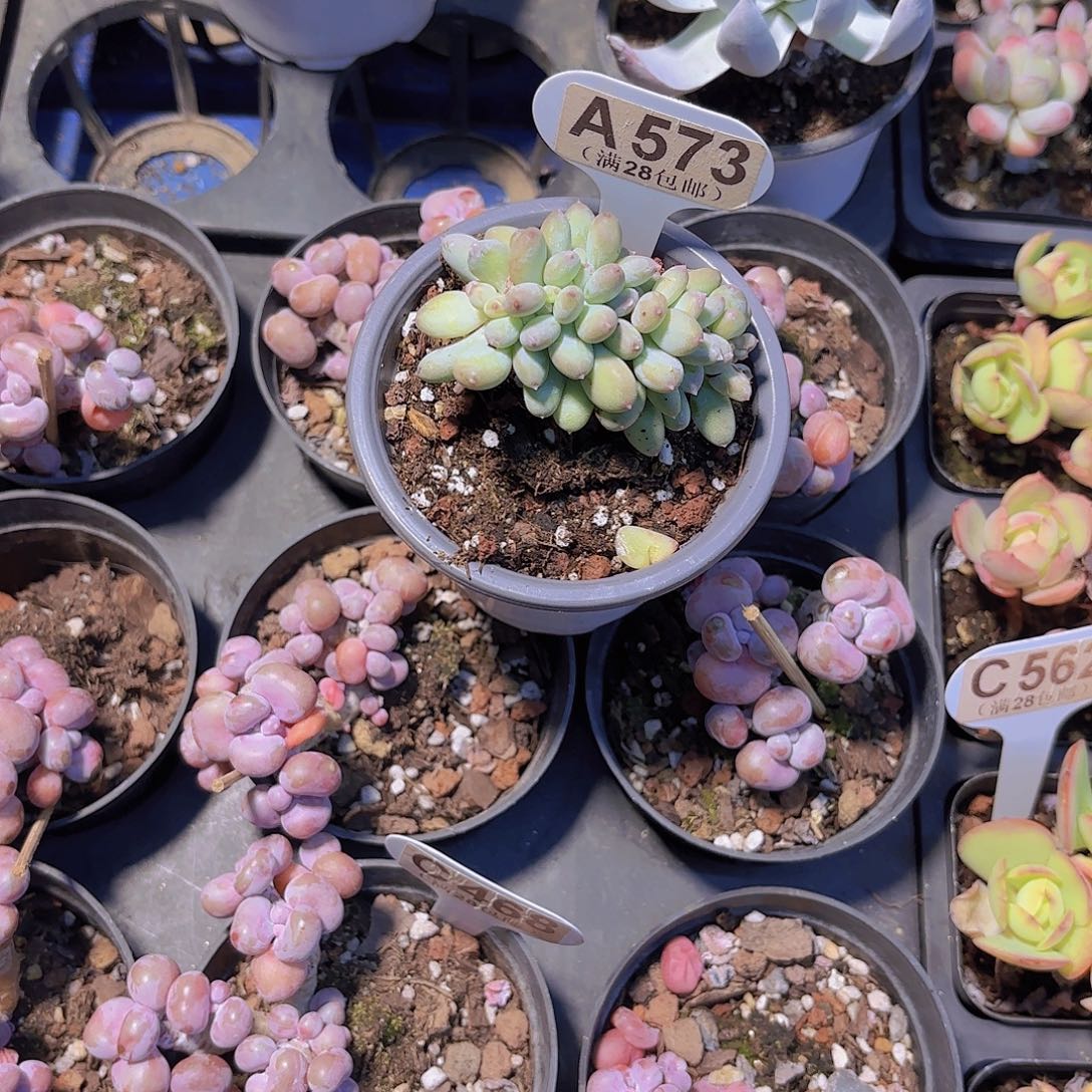 一***.A573苹果奶缀一物一拍I