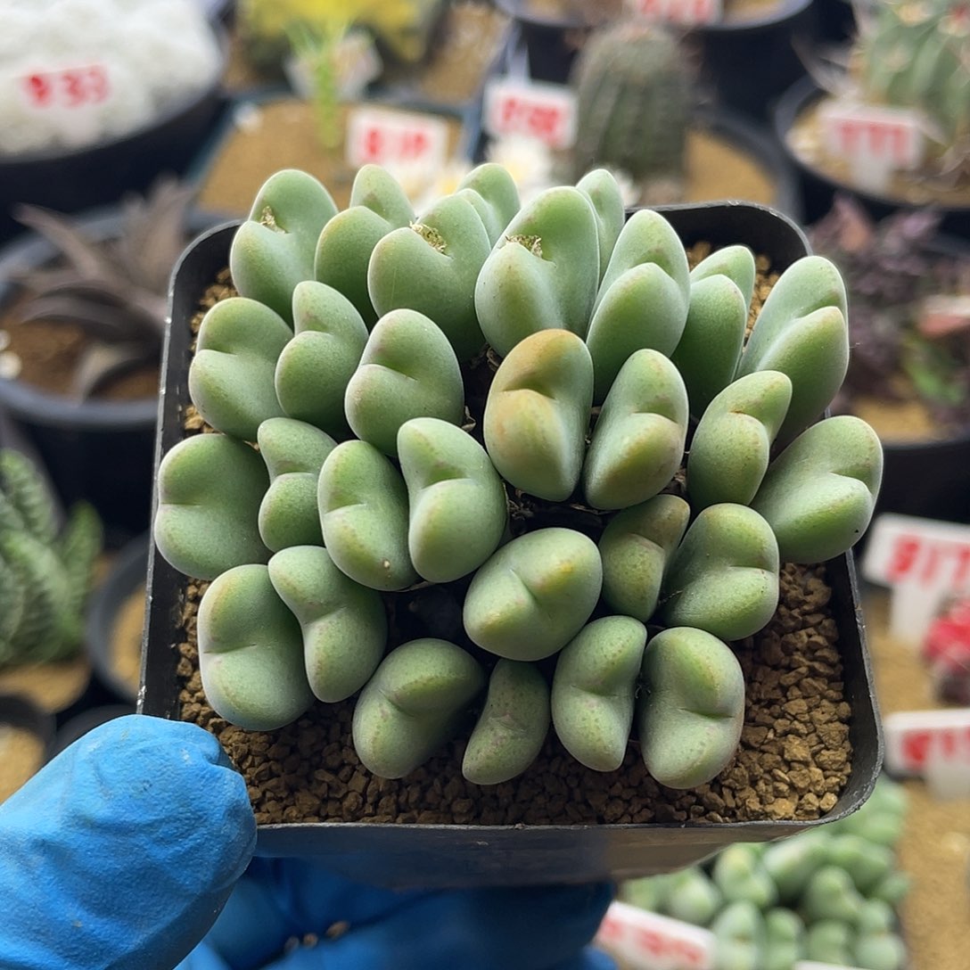 多头爱心橙花毛少将