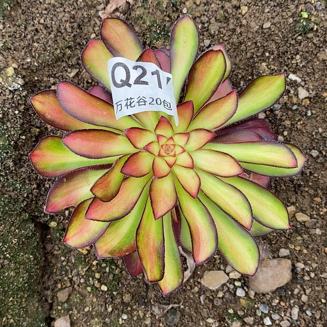 215魅丽多肉植物