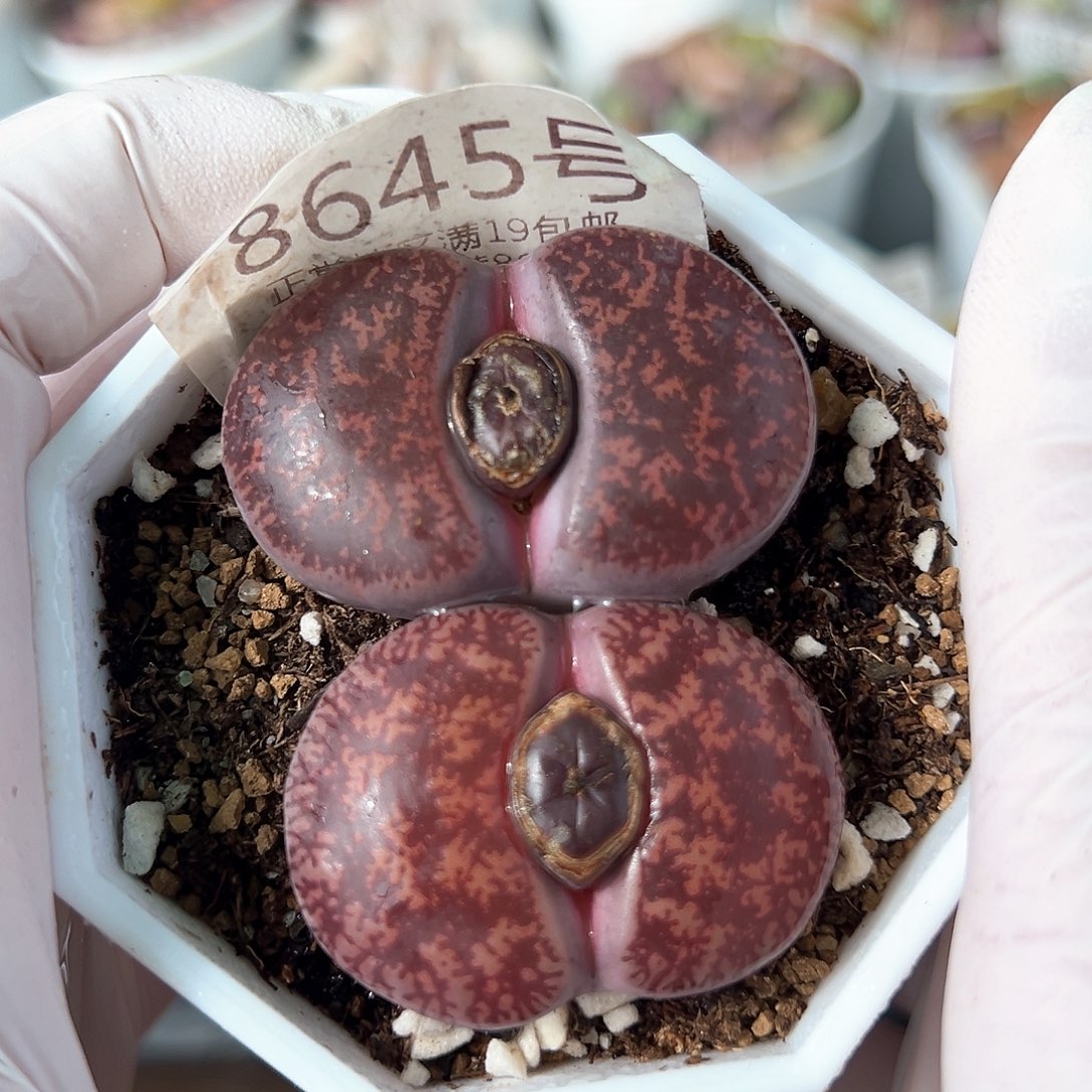 好养易活生石花大母本8645五年酒红两颗