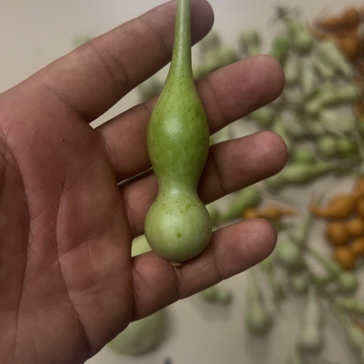 所***缘本捻观音瓶葫芦，小器型