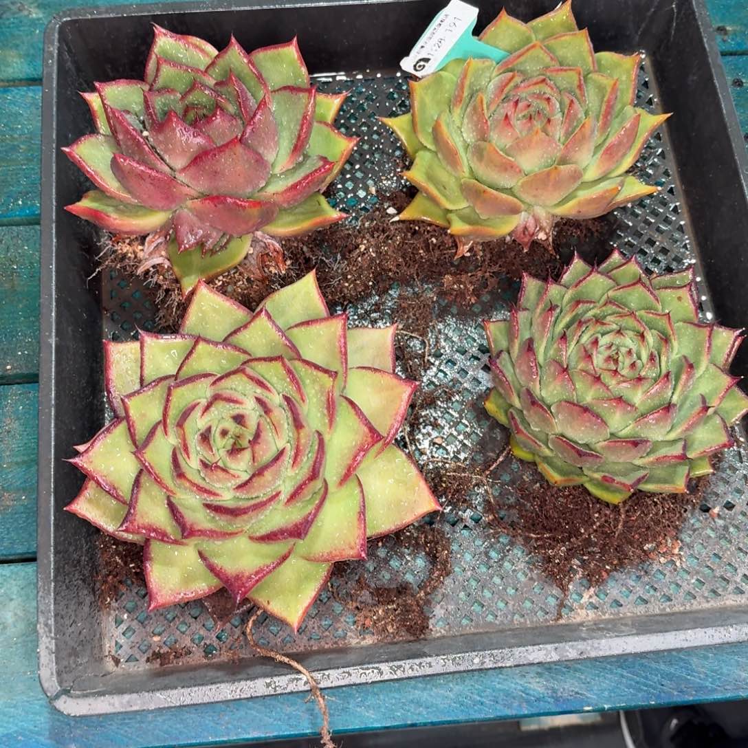 从前慢多肉精选编号1128.191