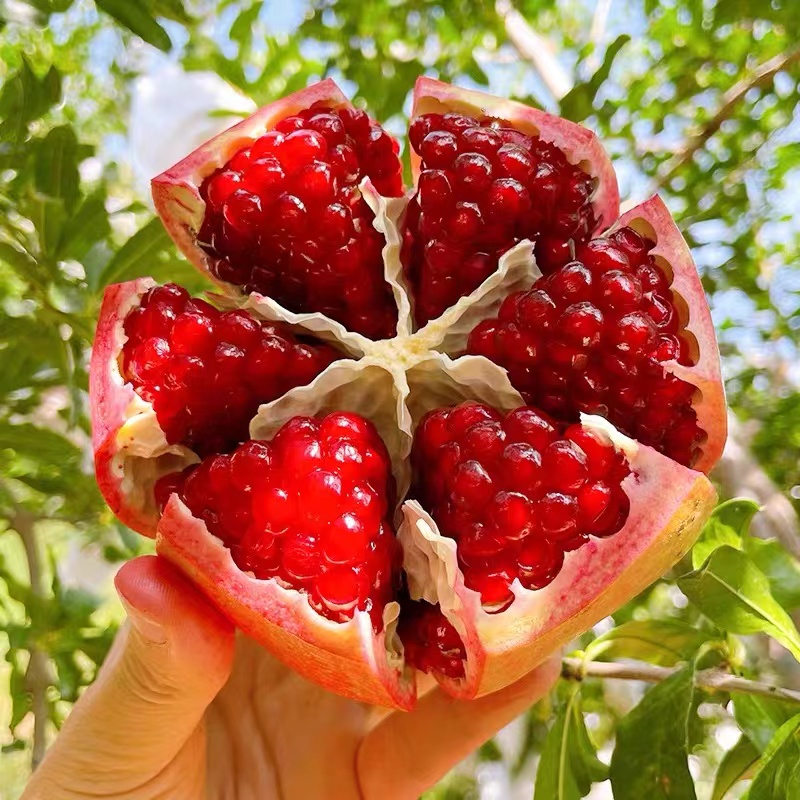 25【不甜包赔】四川会理突尼斯软籽石榴新鲜采摘爆汁红宝石石榴当季水果四川省