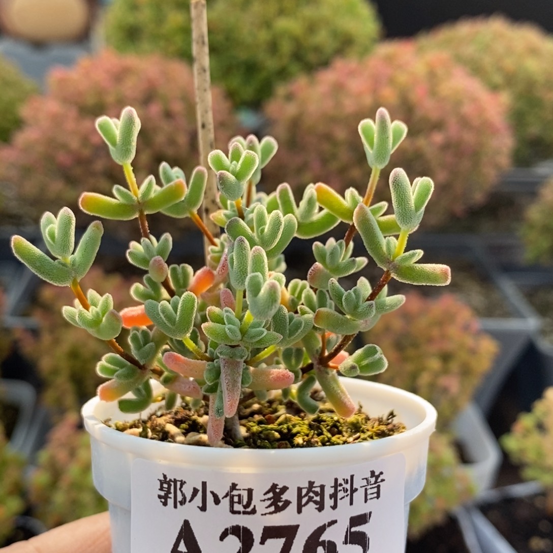 小***白实生虾钳2765枝干