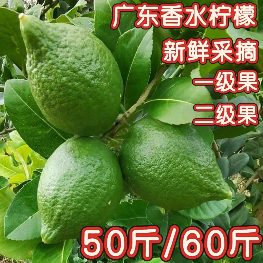 【柠檬之王生鲜店】新鲜采摘正宗广东香水柠檬奶茶店商用水果香柠檬