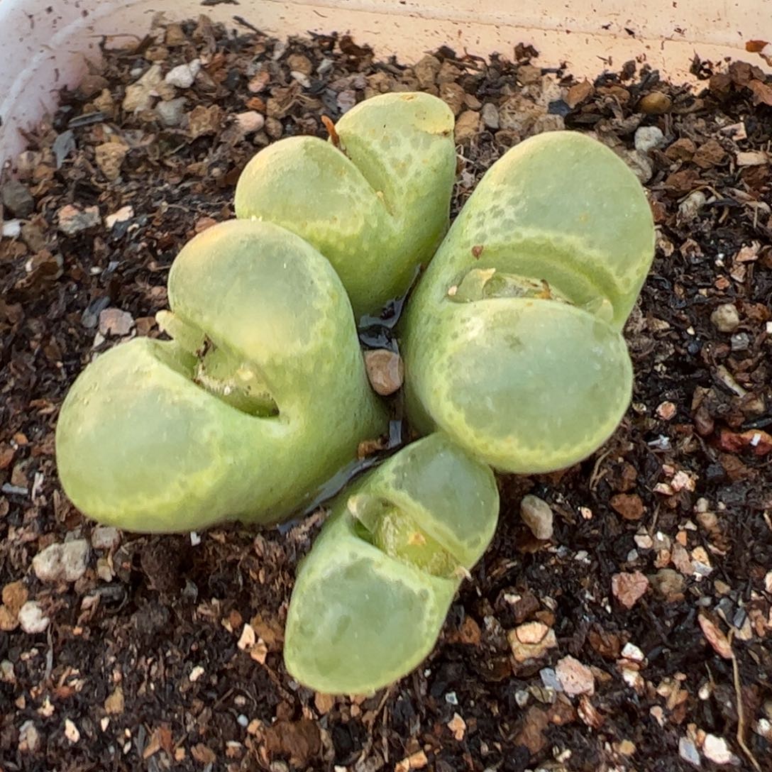 多肉植物百科984