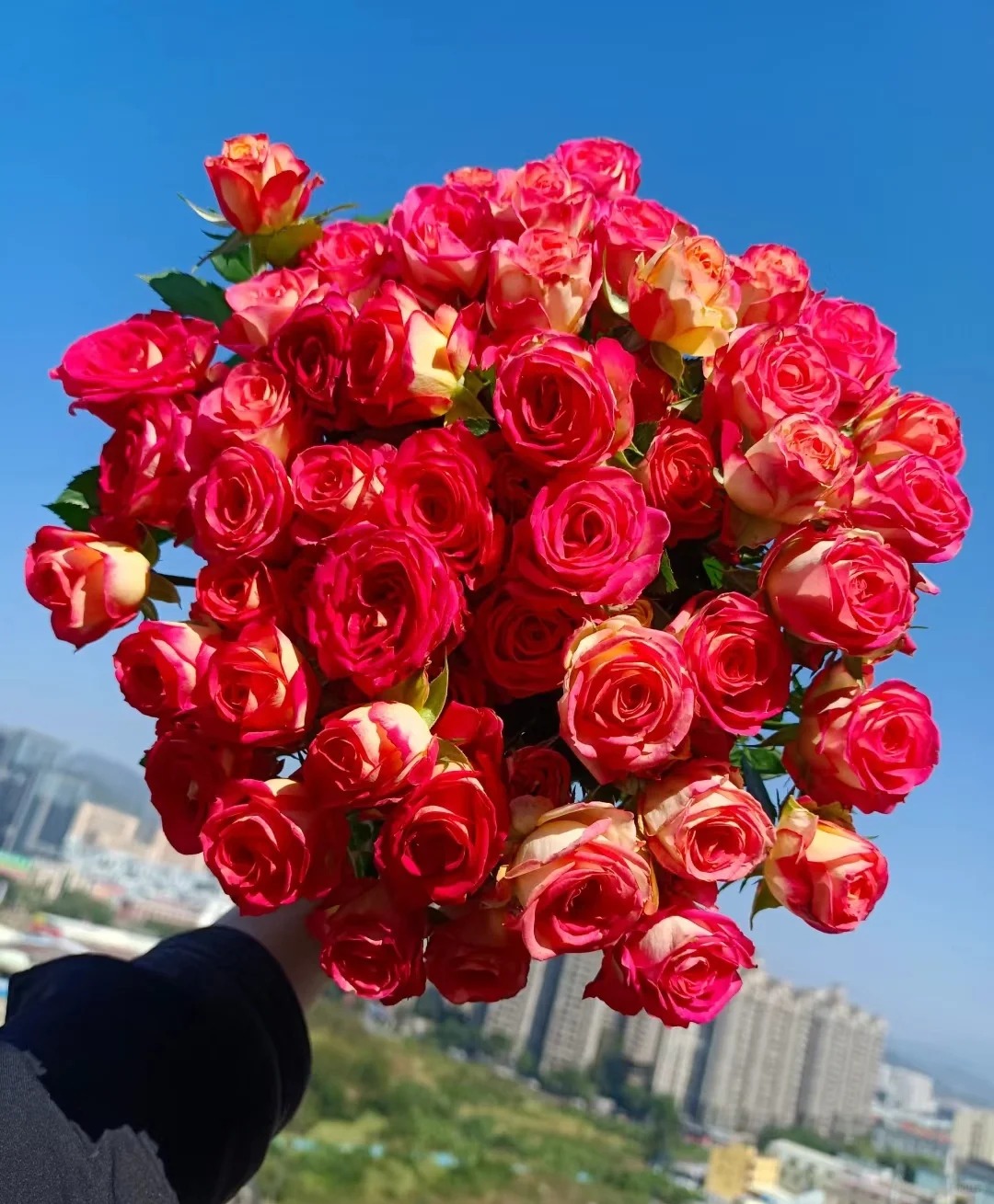 【爱丽丝多头玫瑰】云南鲜花浪漫带回家插花优质新鲜高品质