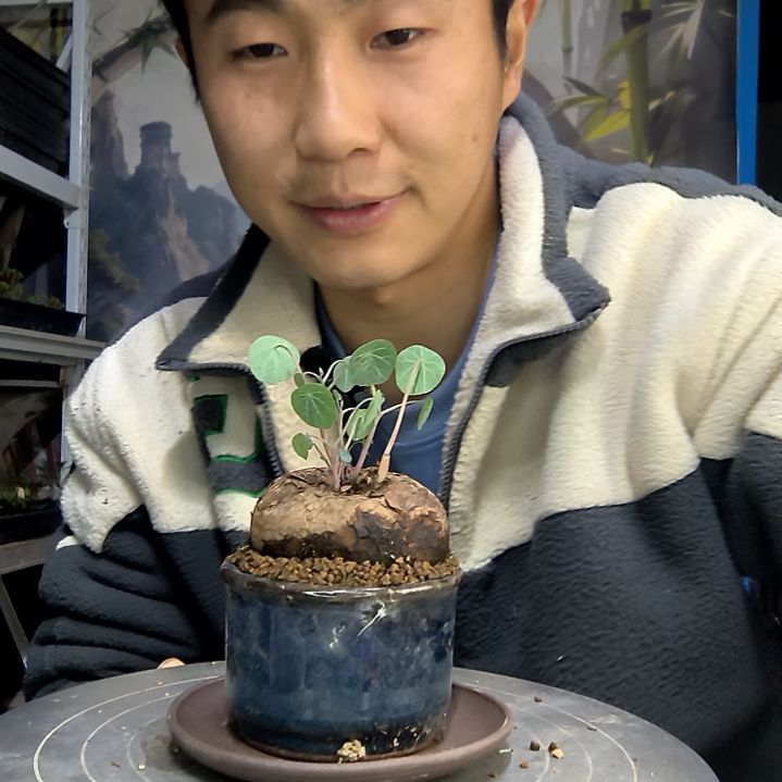 红*中青园艺一物一拍花173