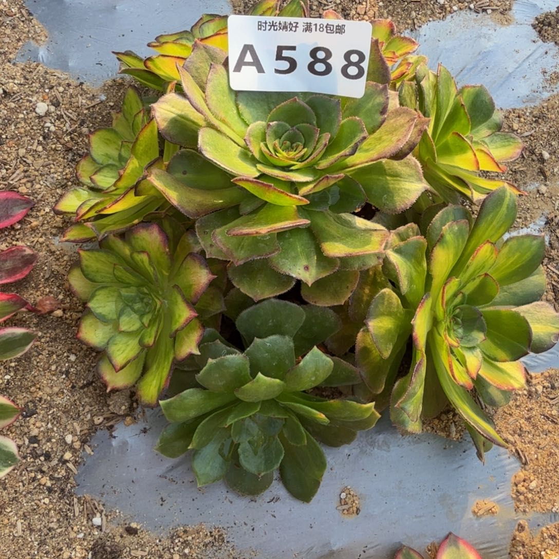 588龙鳞。多肉植物