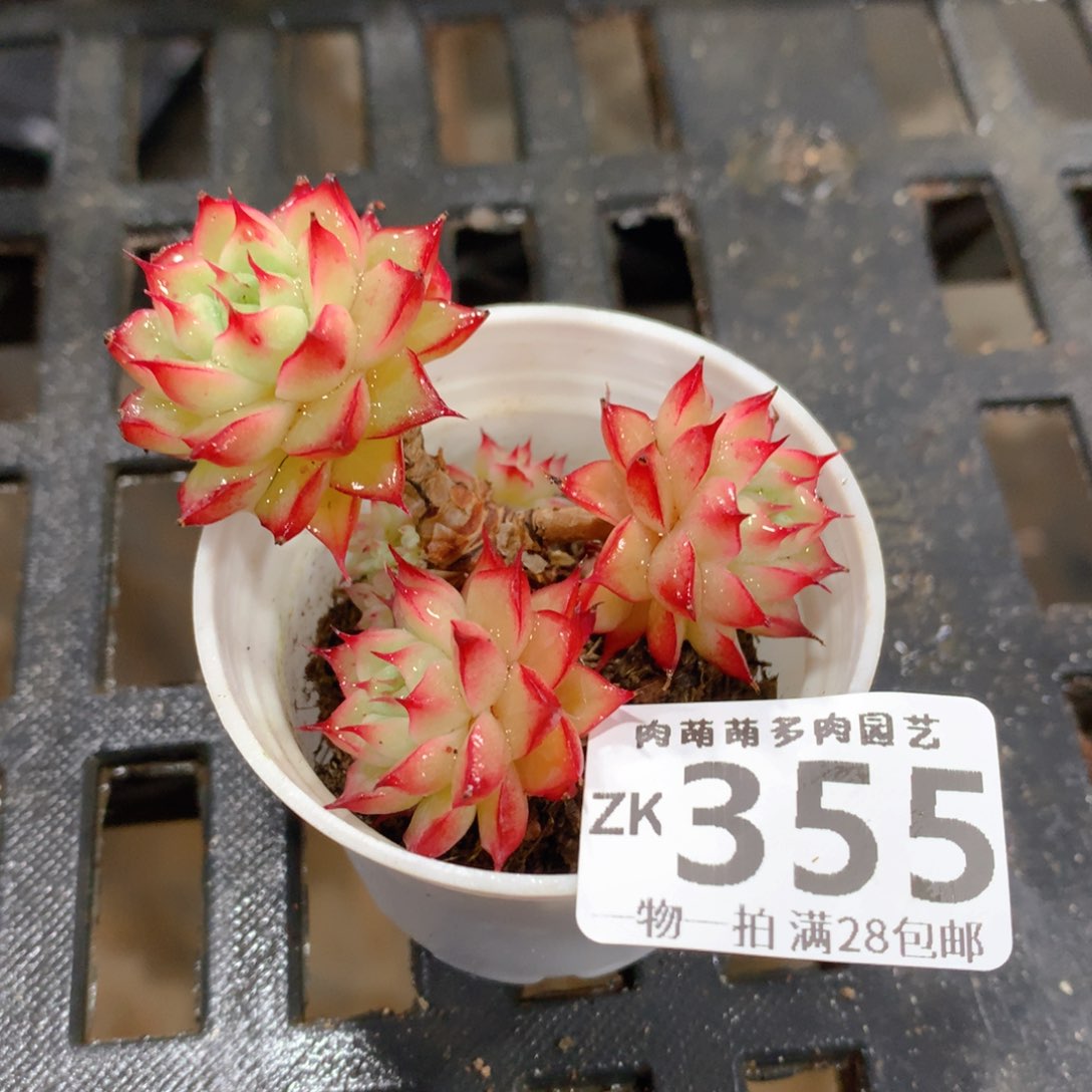 肉萌萌拇指盆精控多肉ZK355