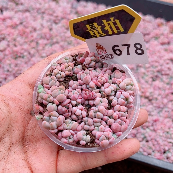 多肉植物多肉植物