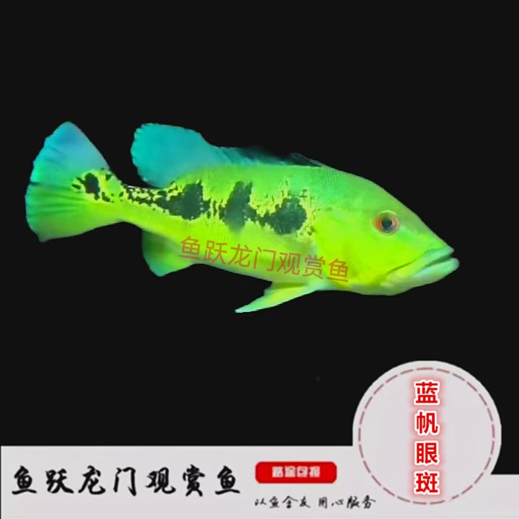 蓝帆眼斑鱼三间鱼热带观赏鱼适合与龙鱼混养龙缸配鱼