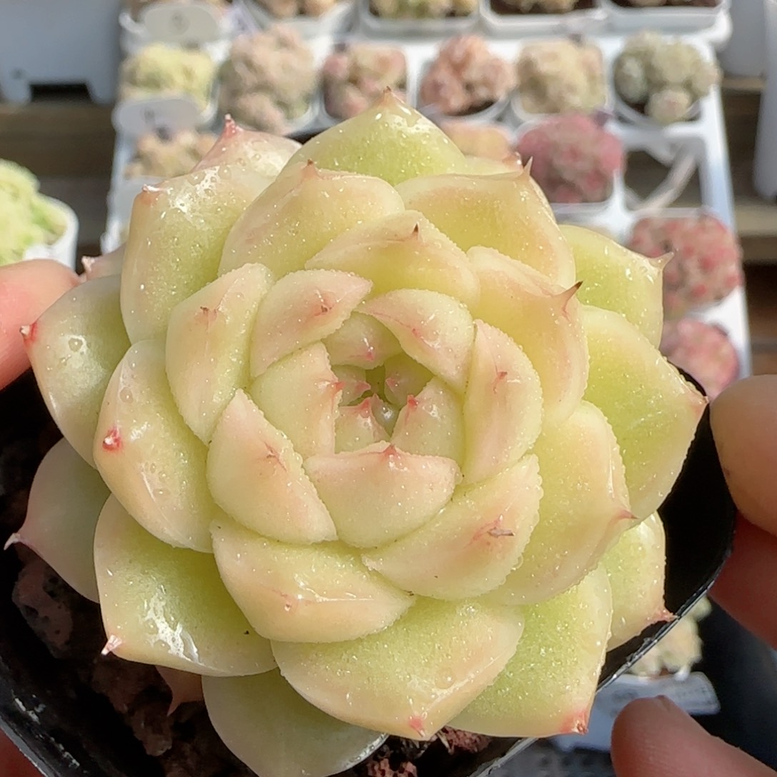 【闪购商品】0124-70包子麦杆